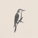 Red-Bellied Woodpecker