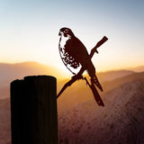 Peregrine Falcon