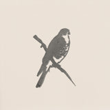 Peregrine Falcon
