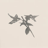 Hummingbird Honeys