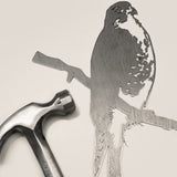 Peregrine Falcon