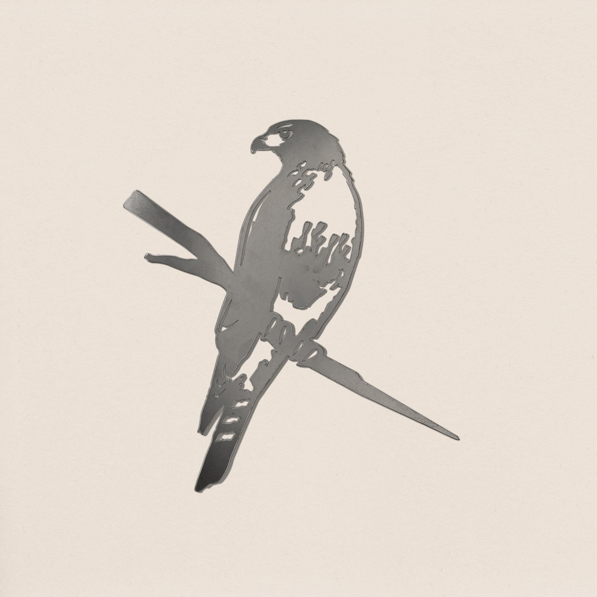 Red-Tailed Hawk