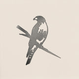 Red-Tailed Hawk